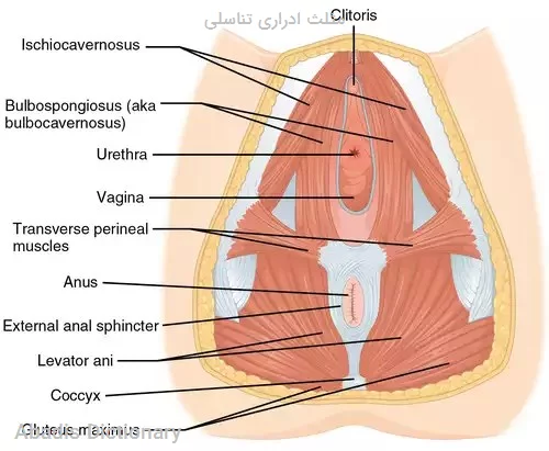 مثلث ادراری تناسلی